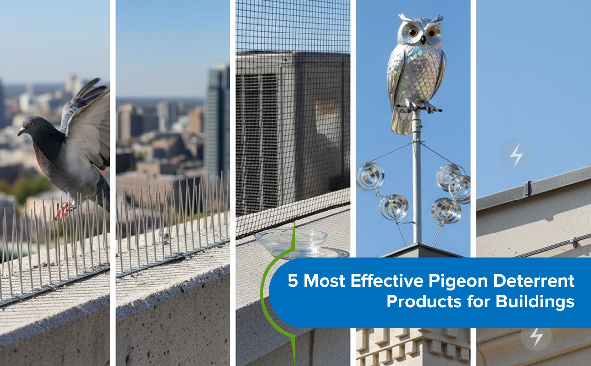 5 Most Effective Pigeon Deterrent Products for Buildings