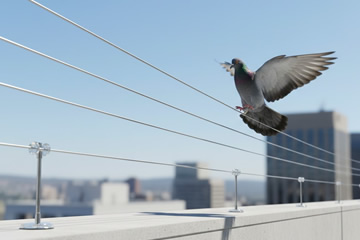 Bird Wire Systems – Low-Visibility Deterrence