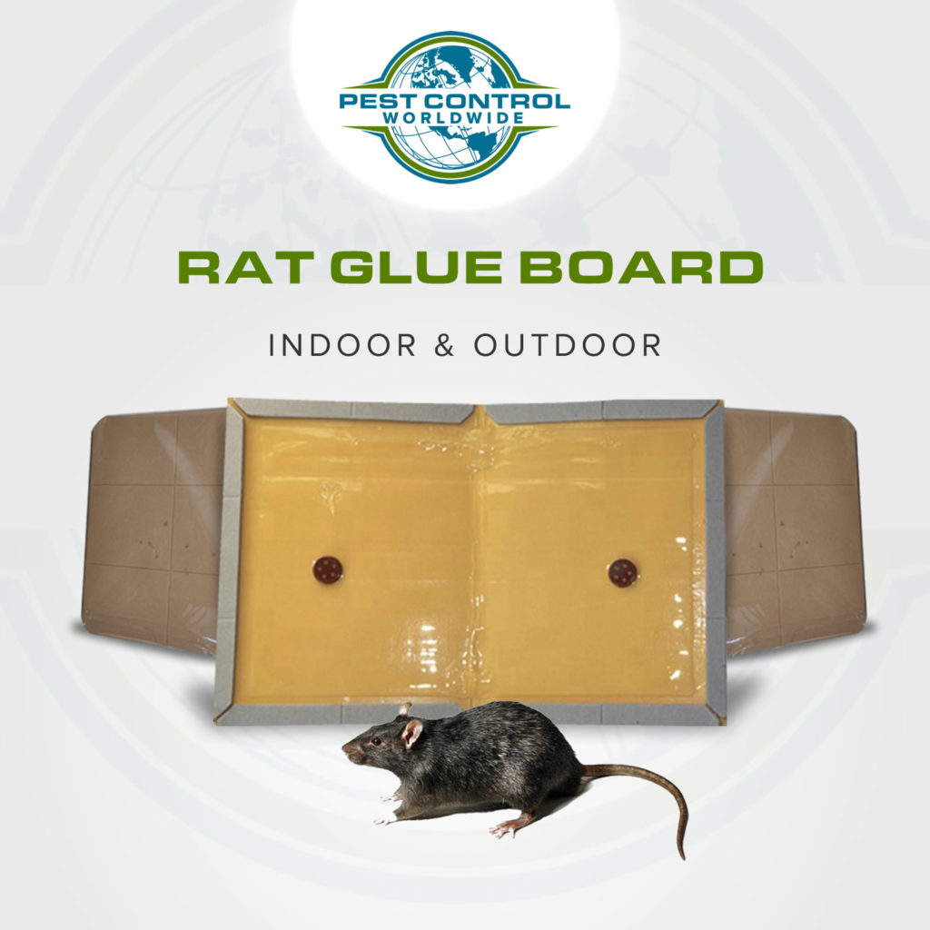 Rat Glue Trap Board - Sticky Mouse Glue Trap - Pest Control Worldwide ...