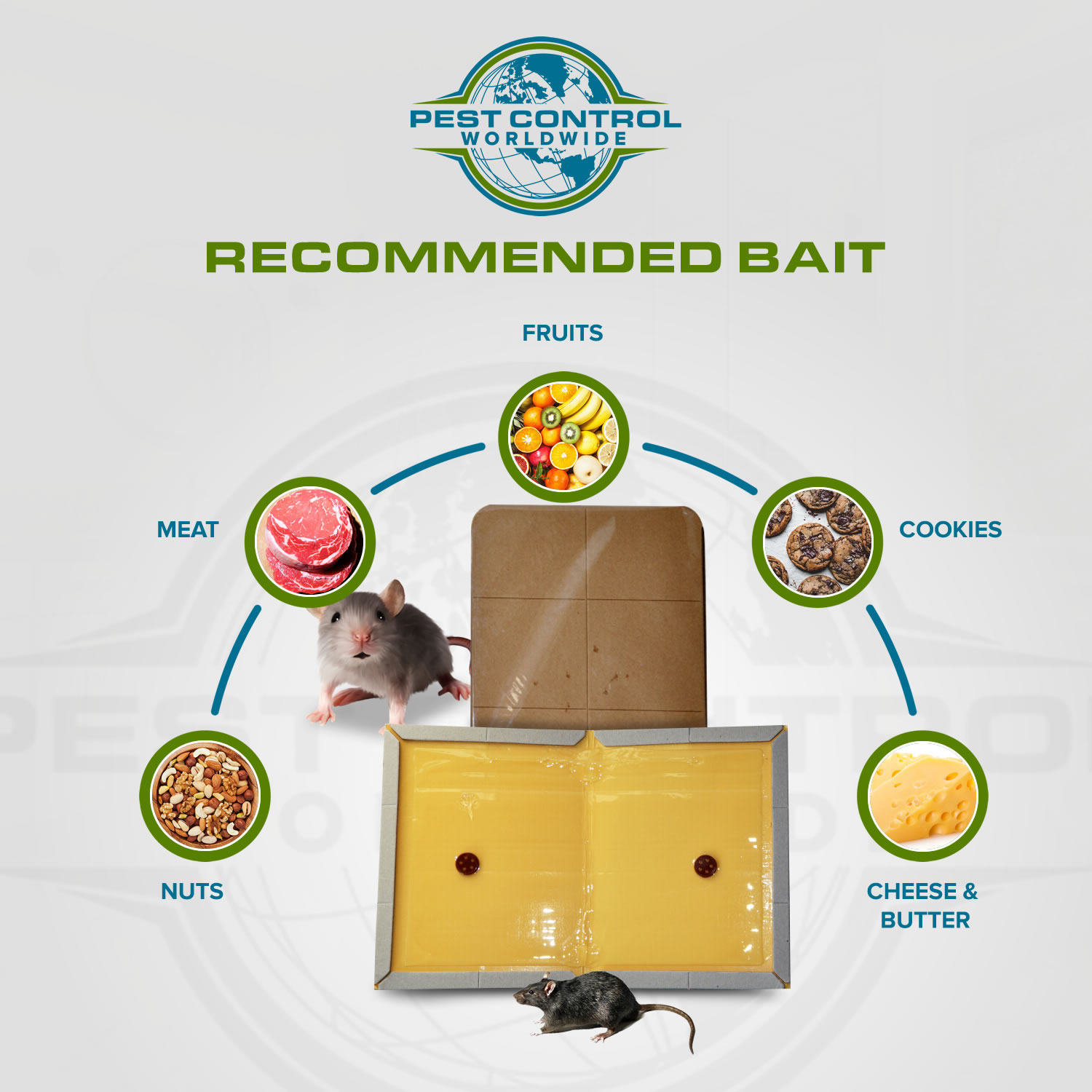Mouse traps or glue boards? Which are better? - Envirocare Pest Control