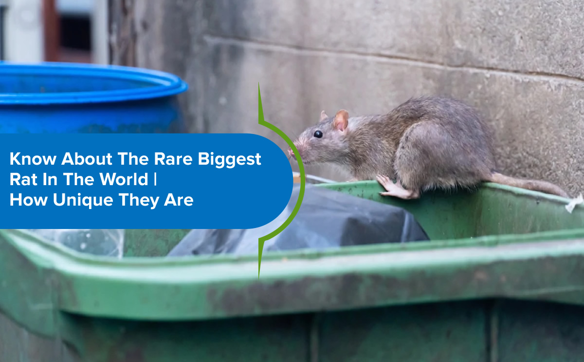 biggest rats in the world