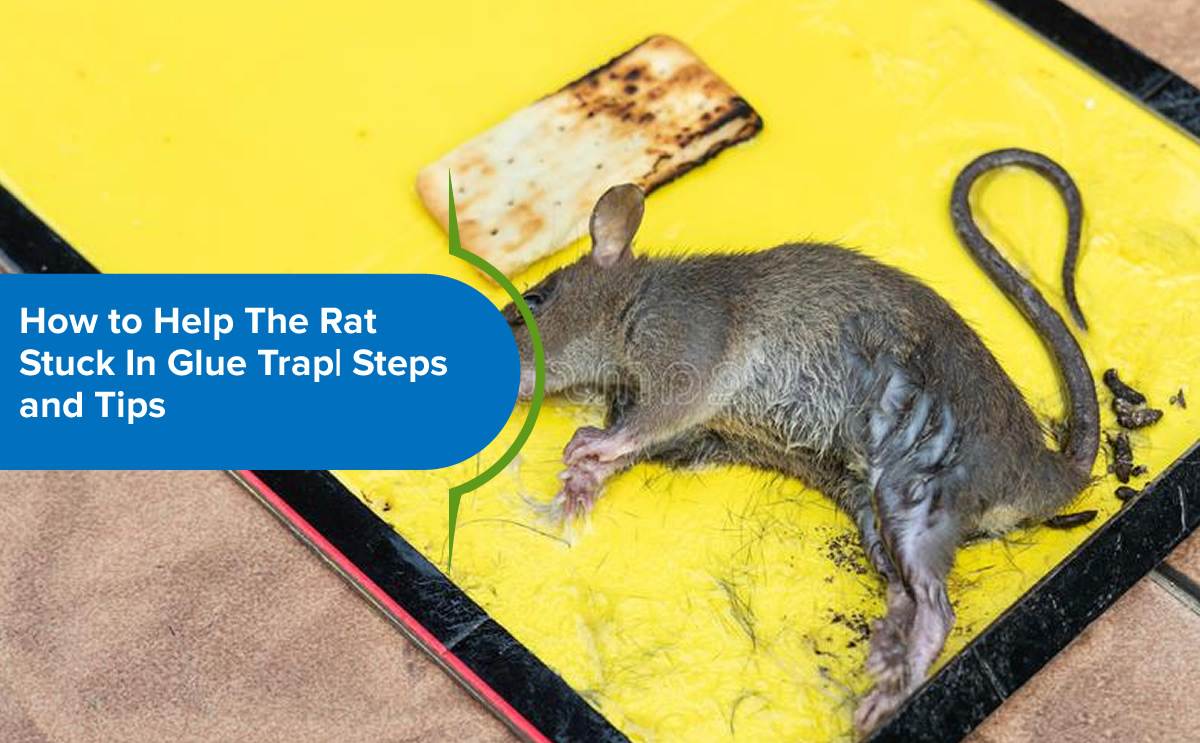 6 Steps to Save Animals Stuck on Glue Traps