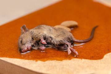 How to Help The Rat Stuck In Glue Trap