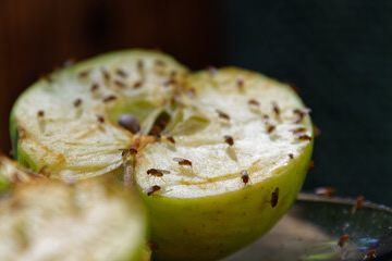 Are You Struggling With Fruit Flies In Baton Rouge?