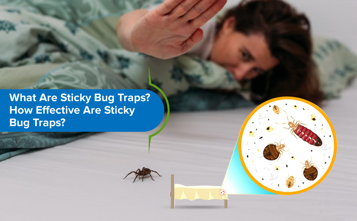 https://pestcontrolworldwide.com/wp-content/webpc-passthru.php?src=https://pestcontrolworldwide.com/wp-content/uploads/2022/12/What-are-sticky-bug-traps_-How-effective-are-sticky-bug-traps-banner.jpg&nocache=1