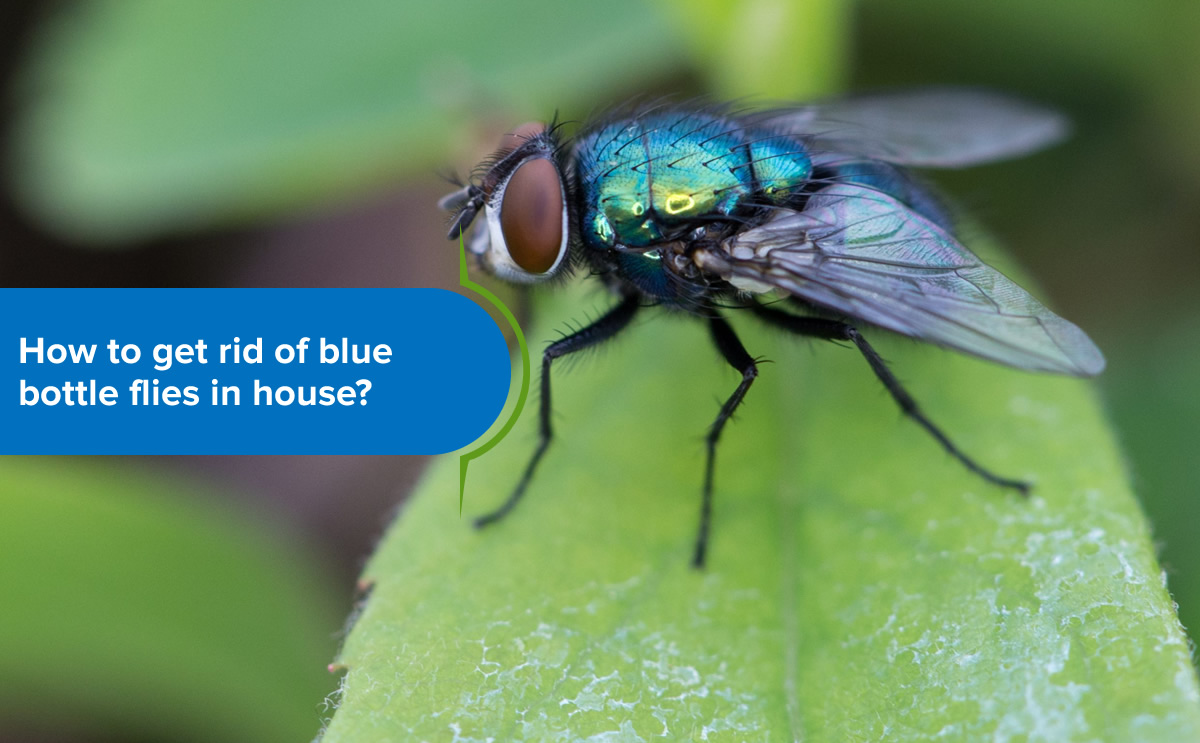 How to get rid of blue bottle flies in house?