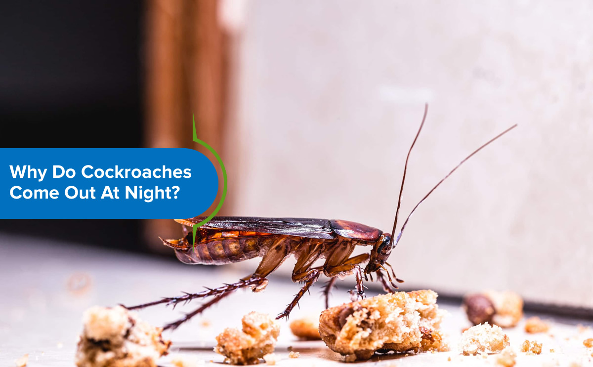 Why do cockroaches come out at night?
