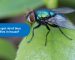 How to get rid of blue bottle flies in house