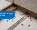 Ways to get rid of ants_ Best Ant Traps